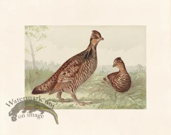 Pope 09 Pinnated Grouse